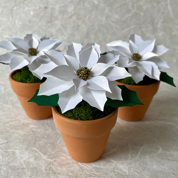Petite Poinsettia, Shimmer White