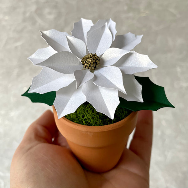 Petite Poinsettia, Shimmer White