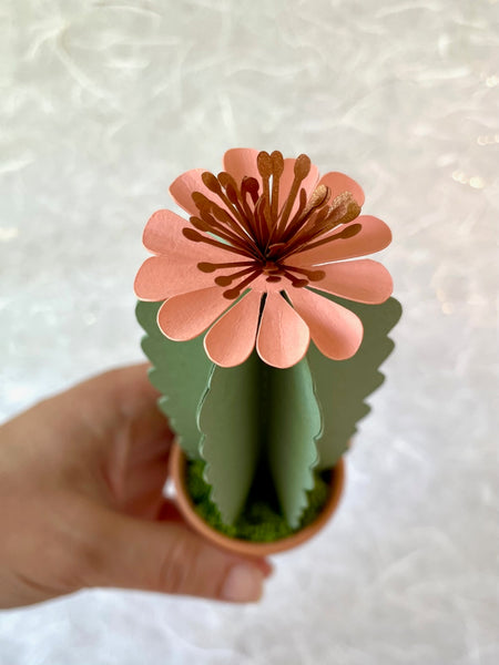 Paper Cactus, In Bloom