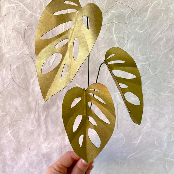 Paper Plant Stem, Monstera Adansonii