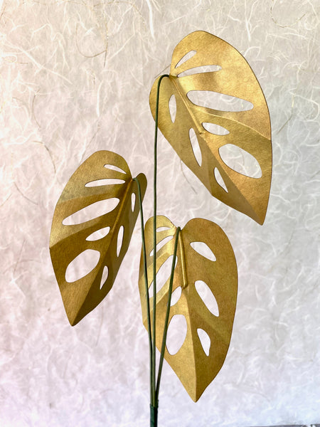 Paper Plant Stem, Monstera Adansonii