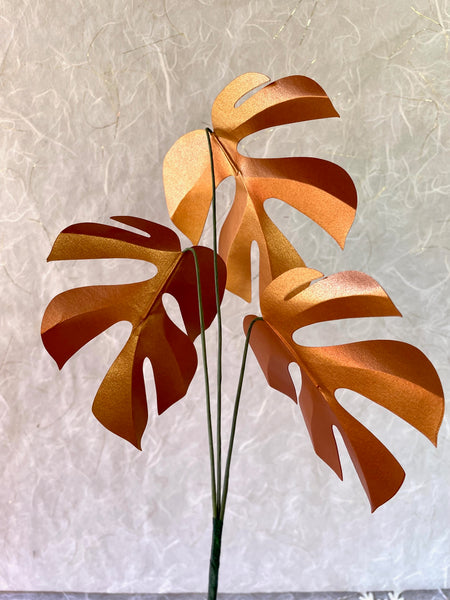 Paper Plant Stem, Rhaphidophora Tetrasperma