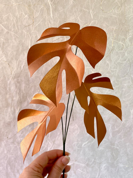 Paper Plant Stem, Rhaphidophora Tetrasperma