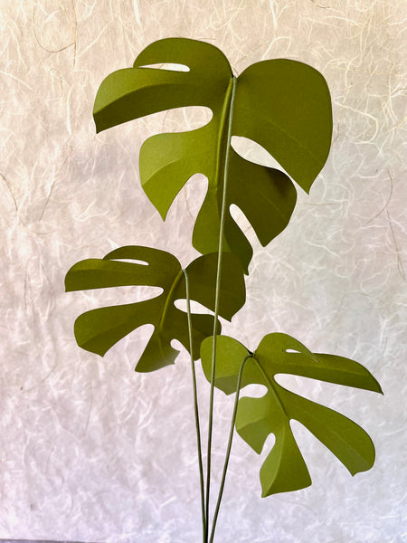 Paper Plant Stem, Rhaphidophora Tetrasperma