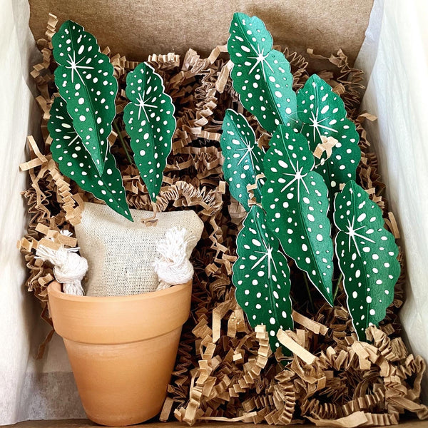 Petite Paper House Plant - Polkadot Begonia