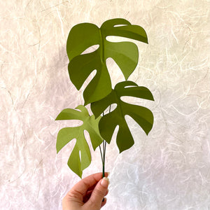 Paper Plant Stem, Rhaphidophora Tetrasperma
